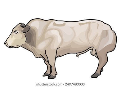 belgian blue bull with separate white background