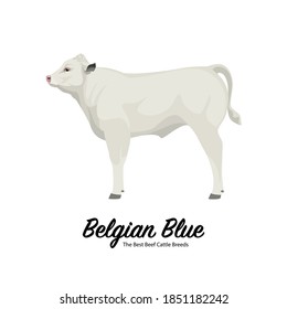 Belgian Blue Calf - The Best Beef Cattle Breeds. Farm animals. Vector Illustration.