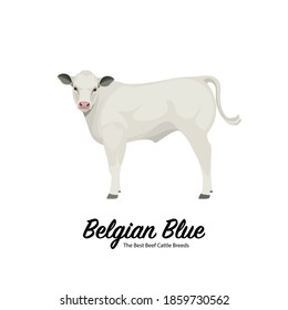 Belgian Blue Calf - The Best Beef Cattle Breeds. Farm animals. Vector Illustration.