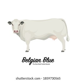 Belgian Blue Cow - The Best Beef Cattle Breeds. Farm animals. Vector Illustration.