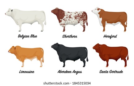 MEAT & DAIRY CATTLE BREEDS Holstein Jersey Aberdeen Angus Shorthorn Hereford/CD 