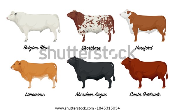 86 Shorthorn Stock Vectors, Images & Vector Art | Shutterstock