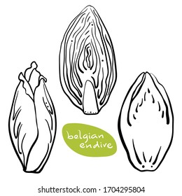 Verde belga, achicoria. Dibujo manual de líneas negras de hierbas y verduras de ensalada aisladas en fondo blanco/ Ilustración vectorial