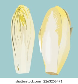 Belgian endive, chicory greens on blue background. Vector illustration