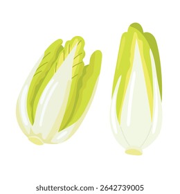 Belgian Endive. Flat vector clipart, illustration with isolated background.