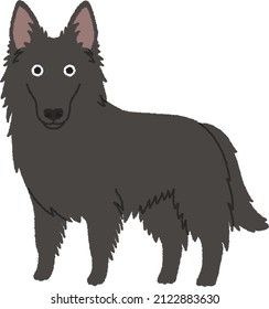 Belgian Groenendael is a breed of medium-sized herding dog from Belgium. 