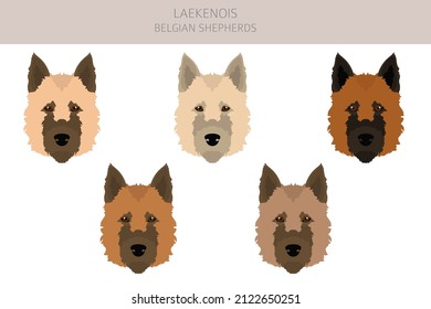 Belgian Laekenois clipart. Different poses, coat colors set.  Vector illustration