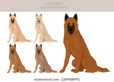 Belgian Laekenois clipart. Different poses, coat colors set.  Vector illustration