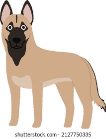 Belgian Malinois is a breed of medium-sized herding dog from Belgium. Dog is known to be highly intelligent, alert and sensitive and also highly trainable, vigilant and hard-working.