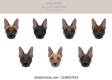 Belgische Malinois Clipart. Unterschiedliche Posen, Farben für die Fellfarbe.  Vektorgrafik