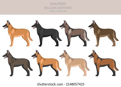 Belgian Malinois clipart. Different poses, coat colors set.  Vector illustration