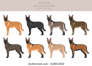 Clásico belga de Malinois. Postas diferentes, colores de abrigo.  Ilustración del vector