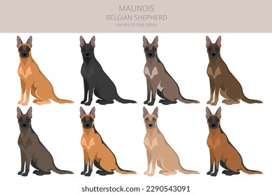 Belgian Malinois clipart. Different poses, coat colors set.  Vector illustration svg