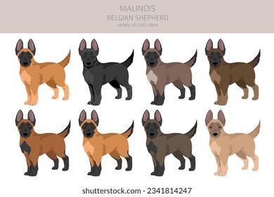 Belgian Malinois puppies clipart. Different poses, coat colors set.  Vector illustration svg