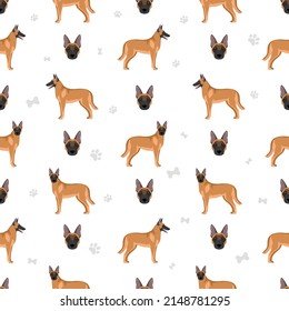 Belgian Malinois seamless pattern. Different poses, coat colors set.  Vector illustration