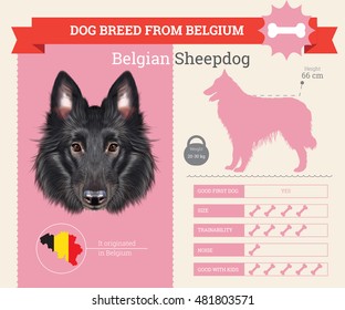 Belgian Sheepdog dog breed vector info graphics. This dog breed from Belgium svg