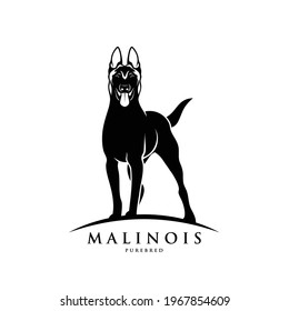 Belgian shepherd dog Malinois - isolated vector illustration