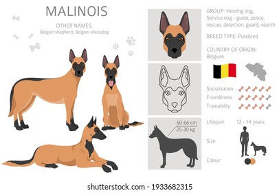 Belgian shepherd malinois clipart. Different poses, coat colors set.  Vector illustration svg