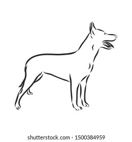 Belgian shepherd Malinois dog, contour vector sketch 