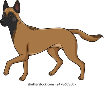 Belgian shepherd walking vector illustration