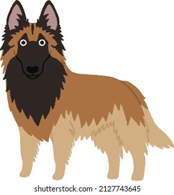 Belgian Tervuren is a breed of medium-sized herding dog from Belgium.  Dog is  known to be highly intelligent, alert and sensitive.