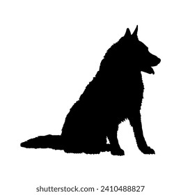 Belgian Tervuren. Dog on the move. Dog in different poses. jumps runs. The dog is sitting. The dog is lying down playing