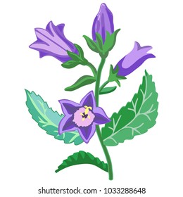 The bell is broad-leaved. Vector image.