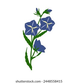 Bell flower. Beautiful flower for making summer and spring meadow  designs. Vector illustration.
