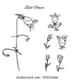 Bell flower, bud, stem isolated on white background, hand drawn graphic vector engraving ink sketch, floral decorative element for design pattern, cosmetic packaging, greeting card, wedding,herbal tea