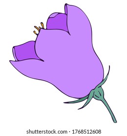 flor de timbre, elemento vector de estilo de doodle, ilustración botánica de color libre