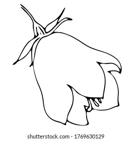 bell flower, doodle style vector element, coloring book, black and white botanical illustration by hand
