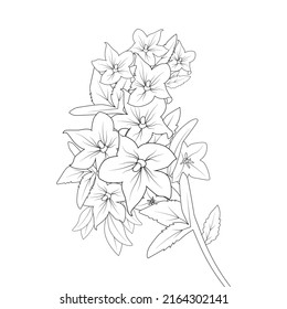 bell flower drawing coloring page doodle style print graphic element