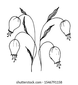 bell flower drawn by hand in sketch style. Black-white element for design isolated on a white background. Vector illustration in doodle style.