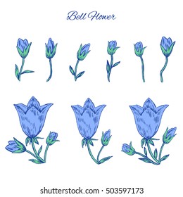Bell flower isolated on white background, hand drawn graphic vector colorful ink sketch, floral decorative element for design pattern, cosmetic packaging, greeting card, wedding invitation,herbal tea