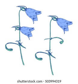 Bell flower isolated on white background, hand drawn graphic vector colorful ink sketch, floral decorative element for design pattern, cosmetic packaging, greeting card, wedding invitation,herbal tea