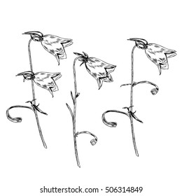 Bell flower isolated on white background, hand drawn graphic vector engraving ink sketch, floral decorative element for design pattern, cosmetic packaging, greeting card, wedding invitation,herbal tea