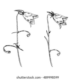 Bell flower vector engraving sketch hand drawn isolated on white background, vintage floral element for design pattern, greeting card, packaging cosmetic, herbal tea, healthy magazine, florist shop