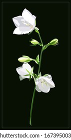bell flowers, sun, summer, botany, garden.