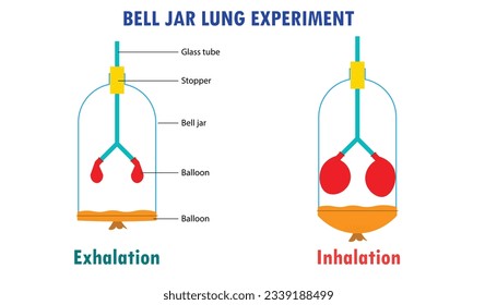 bell jar lung experiment diagram