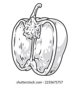 Bell paprika monochrome vintage logotype half of delicious sweet pepper for decoration of healthy food recipe book vector illustration