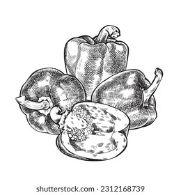 Bell pepper collection, half, cut slice top view and whole. Ink black and white doodle drawing in woodcut style. Product on the agricultural market. paprika icon