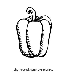bell pepper, drawn with a pen, black outline with hatching