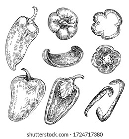 Bell Pepper hand drawn set. Sketch Vegetable. Engraved style  illustration, full, half and slices. Paprika, gypsy, poblano pepper.