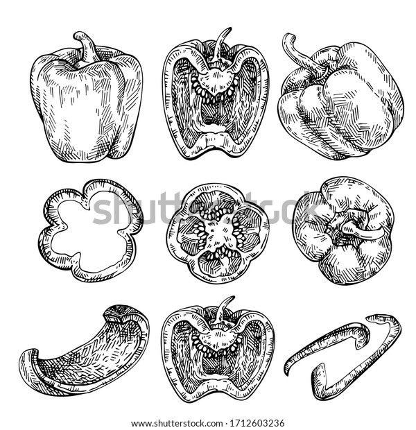 ベル ペッパー手描きのセット 野菜をスケッチ 彫り込みスタイルのイラスト 全体 半分 スライス パプリカ のベクター画像素材 ロイヤリティフリー