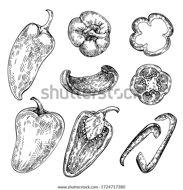 Bell Pepper hand drawn set. Sketch Vegetable.\
Engraved style  illustration, full, half and slices. Paprika,\
gypsy, poblano pepper.