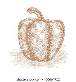 Bell pepper. Hand drawn sketch. Vector illustration isolated on white background