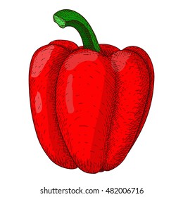 Bell pepper. Hand drawn sketch. Vector illustration isolated on white background