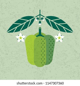 Bell pepper illustration. Green bell pepper with leaves and flowers on shabby background. Symmetrical flat composition. Shabby style.