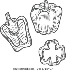 Línea de pimiento Ilustración vectorial de dibujo.