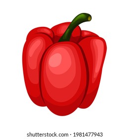 Bell pepper on white background. Sweet red paprika. Vector illustration of vegetables in cartoon flat style.